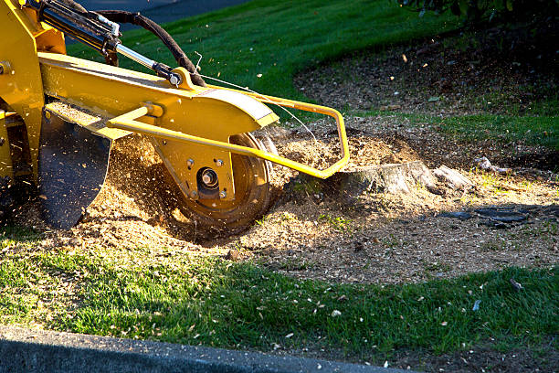  Tickfaw, LA Tree Service Pros